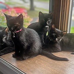 Photo of Adorable Blackies