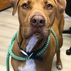 Photo of Trapper/Maverick