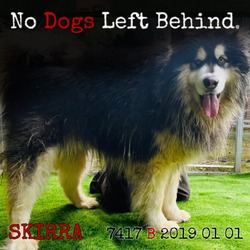 Thumbnail photo of Skirra 7445 #1