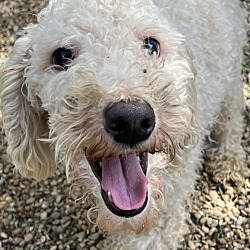 Photo of Poodle Male 01