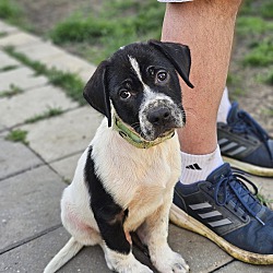 Photo of Leroy the heeler/pointer puppy