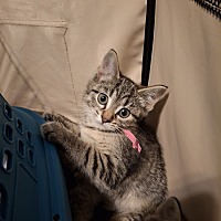 adopt a pet