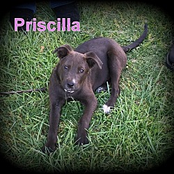Thumbnail photo of Priscilla #1