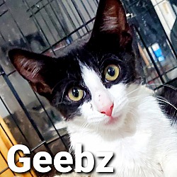 Photo of Geebz