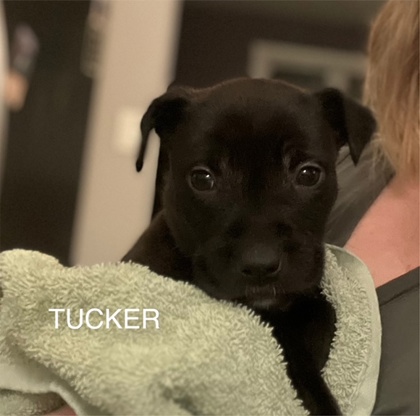 Thumbnail photo of Tucker #3