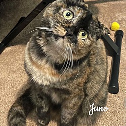 Thumbnail photo of Juno #1