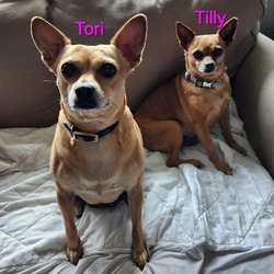 Photo of Tilly (and Tori)