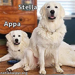 Photo of Appa & Stella in LA - Sweet & Gentle Snuggle-Bugs!