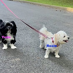 Thumbnail photo of Rosie and Yoda Bonded Pair #1