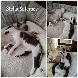 Photo of Stella