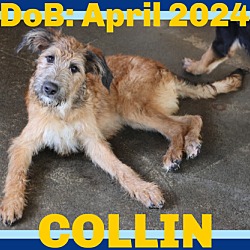 Thumbnail photo of COLLIN - Adoption Pending #1