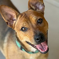 adopt a pet