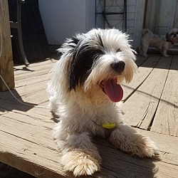 Photo of Bella (adoption is pending)