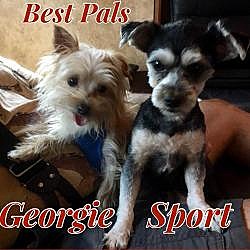 Thumbnail photo of Sport (and Georgie) #2
