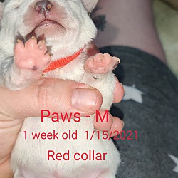 Thumbnail photo of Paws #4