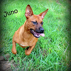 Thumbnail photo of Juno ~ meet me! #2