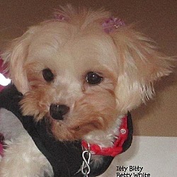 Thumbnail photo of Betty White*Adopted #1