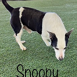 Thumbnail photo of Snoopy #2