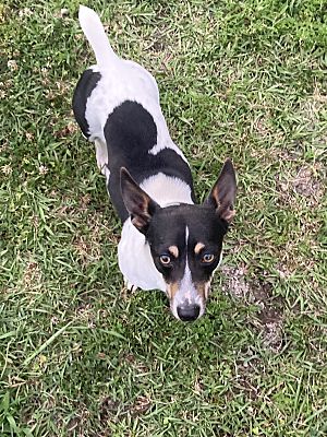 Baton Rouge, LA - Dachshund/Rat Terrier. Meet Puddles a Pet for ...