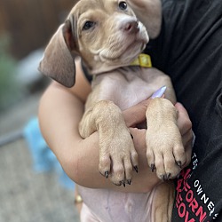 Photo of Juniper -Blossoming girl pup!