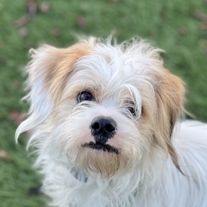 Sacramento, CA - Shih Tzu. Meet Cal a Pet for Adoption - AdoptaPet.com