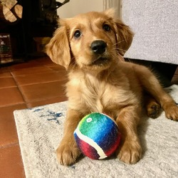 Photo of Maple Golden Retriever