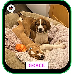 Thumbnail photo of Grace - The "G" Litter #3