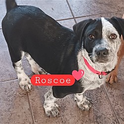 Thumbnail photo of Roscoe #4