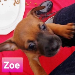 Thumbnail photo of Zoe #1
