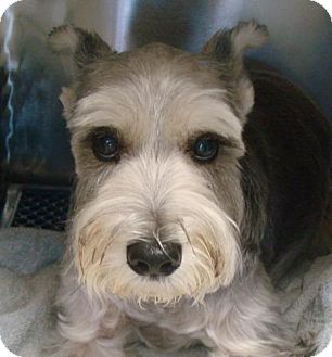 Pacific, MO - Schnauzer (Standard). Meet Polo a Pet for Adoption.