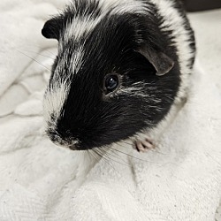 Thumbnail photo of Cookie (bonded Group) #3