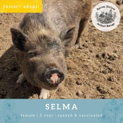 Thumbnail photo of Selma #1