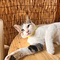 adopt a pet