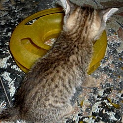 Thumbnail photo of Pixiebob/Bengal mix kittens #3