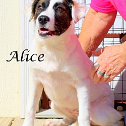 Thumbnail photo of Alice #2