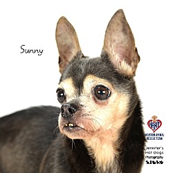 Photo of Sunny