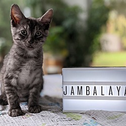 Photo of Jambalaya