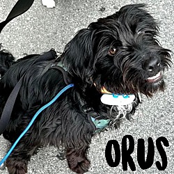 Photo of Orus