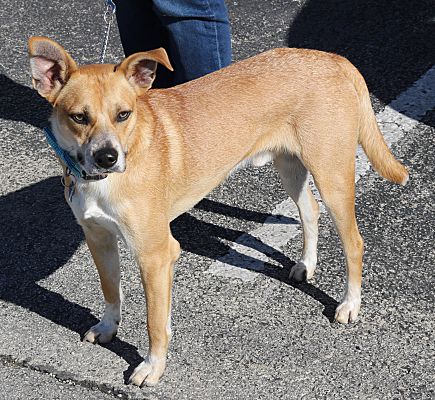 Brattleboro, VT - Australian Cattle Dog/Whippet. Meet Monty a Pet for ...