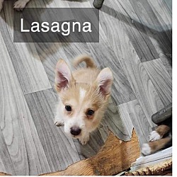 Thumbnail photo of Lasagna #3