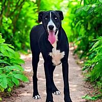 adopt a pet