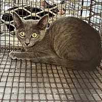 adopt a pet