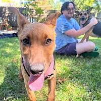 adopt a pet