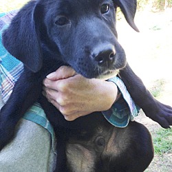 Thumbnail photo of Stan,loveable lab babe! #2