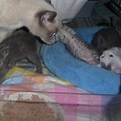 Thumbnail photo of Russian Blue mix kittens #1