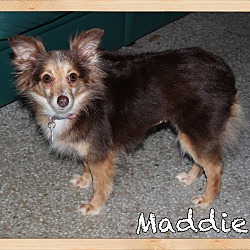 Thumbnail photo of Maddie #1