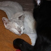 adopt a pet
