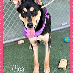 Photo of CLEA