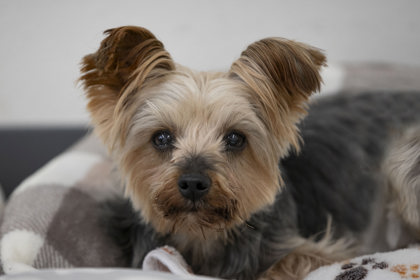 Colorado Springs, CO - Yorkie, Yorkshire Terrier. Meet Jaxon a Pet for ...