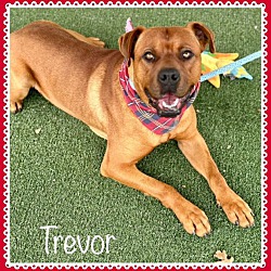Photo of TREVOR